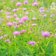 White centaurea flower Seeds (Centaurea cyanus) for a bright addition to the garden beds or balcony pots