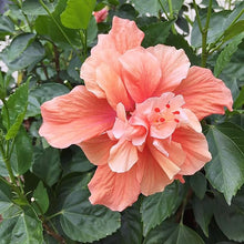 Orange Hibiscus Seeds (Hibiscus rosa-sinensis) for sweet homegrown fruit in the Flower Bed & Garden