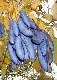 Blue Wurst Fruit Shrub Seeds (Decaisnea fargesii) grown for fall Colors