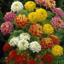 Lantana Seeds for a lasting display in the Borders