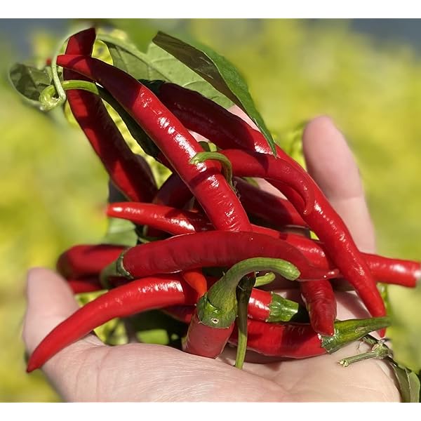 Red Pod Pepper ��������� Capsicum annuum ��������� for planting in chili vegetable garden
