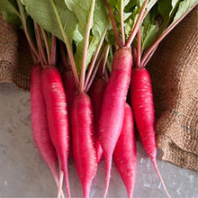 Radish Raphanus Sativus Ravanello Hail Seeds for a reliable harvest in the Kitchen Garden Use