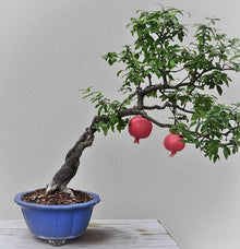 High-Quality Bonsai Tree Pomegranate Seeds for sweet homegrown fruit in the DIY Home Garden & Healthy Fruit Cultivation