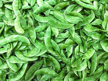 Tender Beans (Phaseolus vulgaris) for planting in vegetable patch