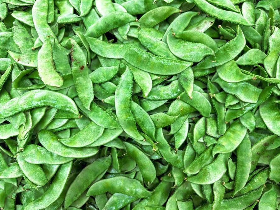 Tender Beans (Phaseolus vulgaris) for planting in vegetable patch