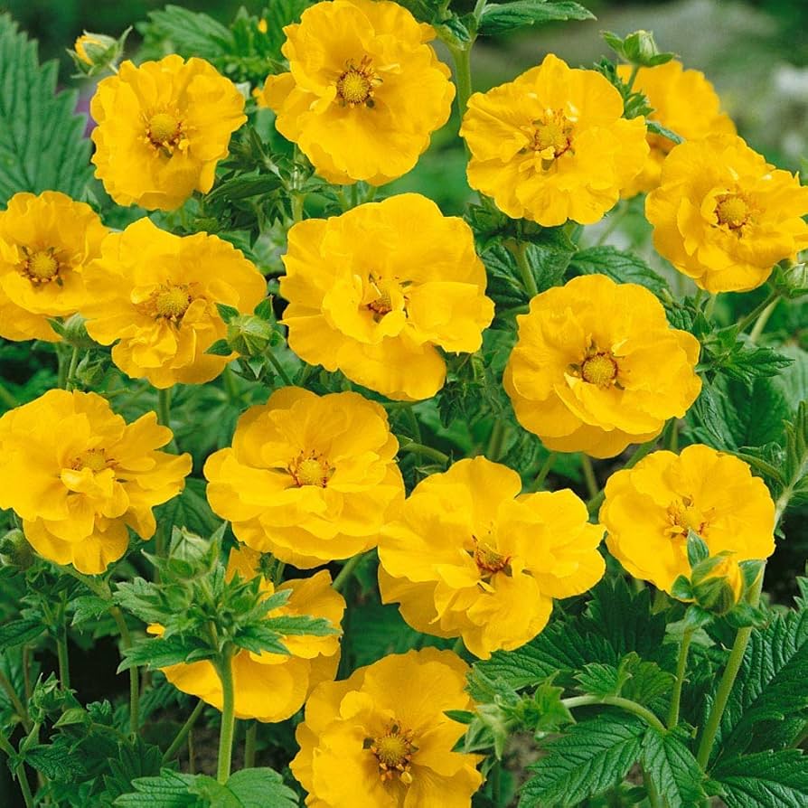 Geum chiloense 'Lady Strathden' seeds sprouting into yellow-flowered perennials with upright stems