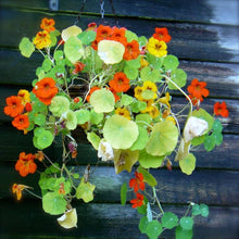 Dark Red Nasturtium Seeds for reliable seasonal color