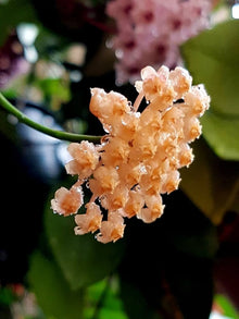 Hoya Carnosa Flower for Planting Yellow Red Garden Seeds for a lasting display in the Yellow Red Garden