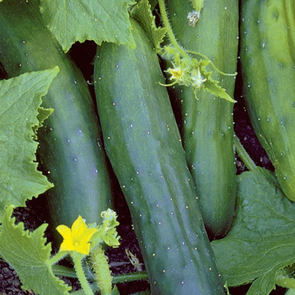 Marketmore 76 Cucumber Non-GMO Seeds for home vegetable garden