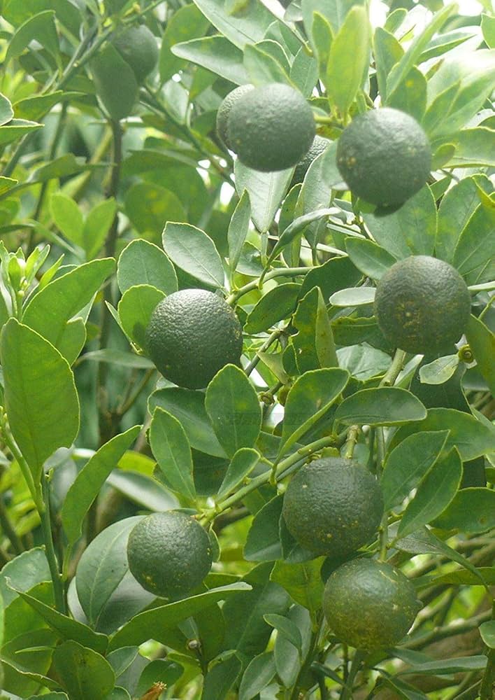 Calamondin citrus seeds