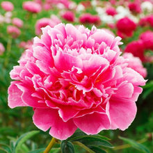 Chinese Peony Seeds (Paeonia lactiflora) for a lasting display in the Flower Bed & Garden