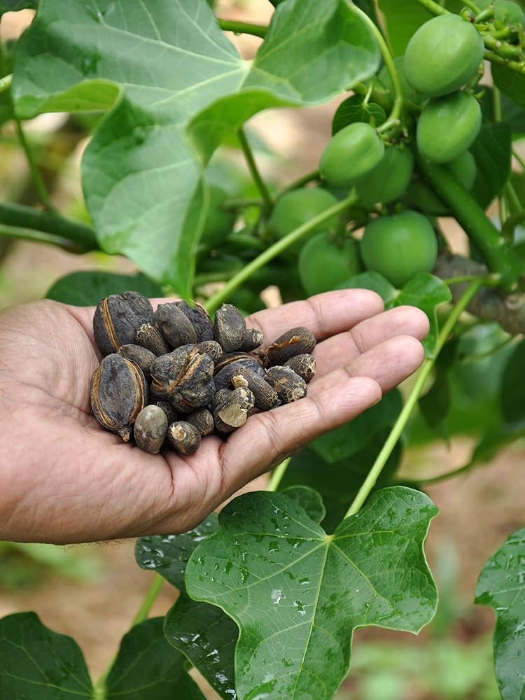 Jatropha Curcas Plant ��������� Jatropha curcas ��������� for planting in green fuel garden