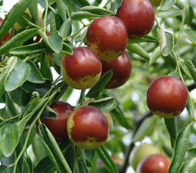 Jujube Tree ��������� Ziziphus jujuba ��������� for planting in fruit garden