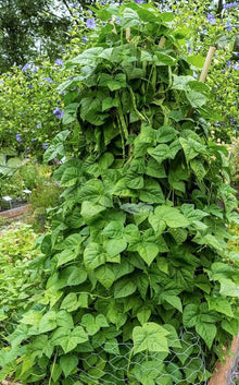 Romano Pole Bean Seeds for a productive addition to the vegetable patch