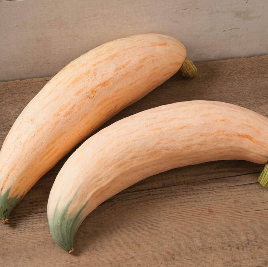 Candy Roaster Squash Seeds (Cucurbita maxima) for a productive addition to the vegetable patch