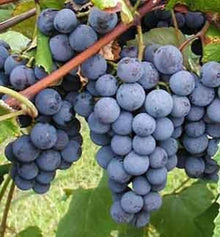 Mini Grape Vine Seeds (Vitis vinifera) for a homegrown harvest from the Patio or Home Garden