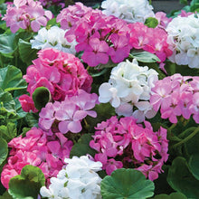 Light Green Mixed Color Geranium Seeds for growers establishing the Bonsai, Home Garden