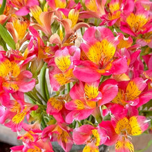 Alstroemeria Seeds (Alstroemeria spp.) for growers filling out the Flower Bed
