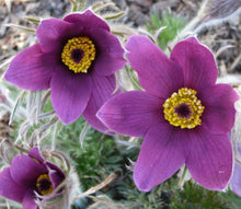 Anemone PasqueFlowers-Samen-violett-blau Pulsatilla Seeds for gardeners building out beds and borders