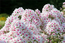 Phlox Seeds (Phlox paniculata) for growers filling out the Flower Bed & Garden