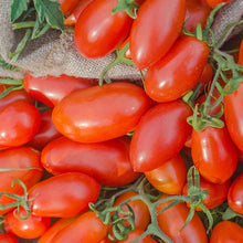 Tomato Solanum Lycopersicum Champagne Cherry Seeds for a reliable harvest in the Kitchen Patio Pots