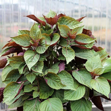Perilla Frutescens Seeds for seasonal color across the Herb Garden & Vegetable Patch