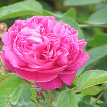 Rare Purple Pink Polyantha Rose Seeds for a lasting addition to the Flower Bonsai Garden