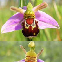 Bee Orchid Seeds (Ophrys apifera) for reliable seasonal color