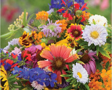 Partial Shade Wildflower Annual Bloom Mix - for planting in home garden