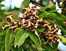 Japanischer Rosinenbaum Hovenia Dulcis Samen Seeds for a colorful addition to any planting