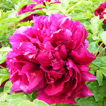 Chinese Peony Seeds (Paeonia lactiflora) for a lasting display in the Flower Bed & Garden