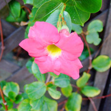 Mandevilla Sanderi Seeds for a bright addition to the Flower Bed & Urban Garden