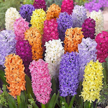 Mixed Hyacinth Seeds (Hyacinthus orientalis) for reliable seasonal color