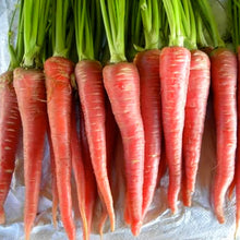 Little Mignolo Carrot Seeds for growers stocking a kitchen garden