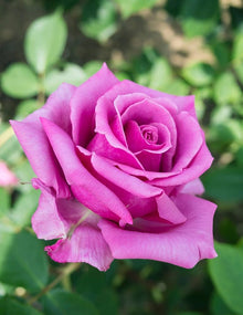 Rose Rosa Hybrida Seeds for seasonal color across the Garden Seasonal Floral Displays