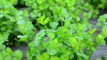 Coriander Seeds for cooks growing their own fresh herbs