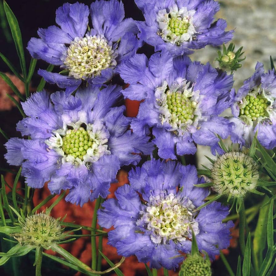 Blue Scabiosa Flower seeds â€“ pincushion bloom for pollinator gardens