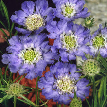 Light Blue Scabiosa Seeds for gardeners building out beds and borders