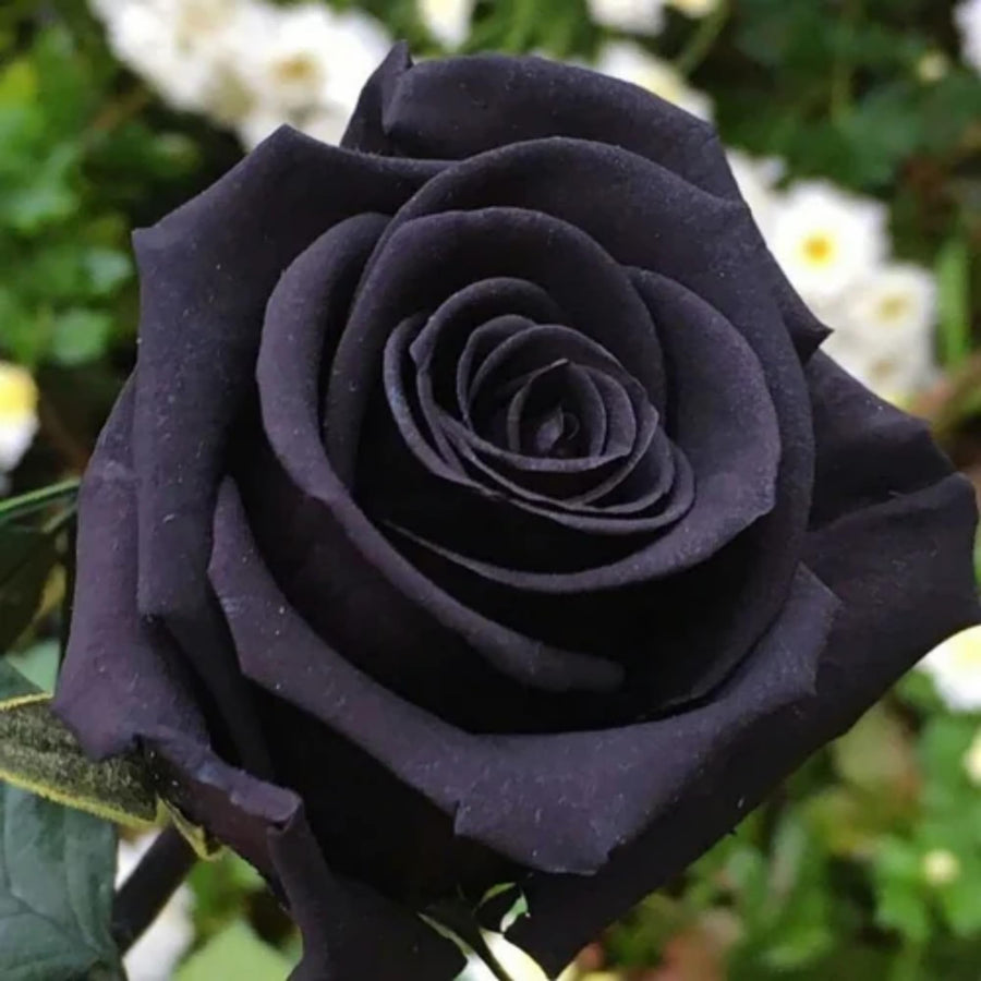 Midnight Rose ��������� Rosa spp. ��������� for planting in flower gardens