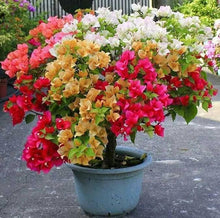 Bougainvillea Seeds (Bougainvillea glabra) for colorful blooms in the warm gardens and flower walls