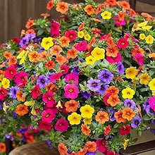 Petunia Petunia Hybrida Hanging Flower Seeds for Planting – Perfect for Vertical Gardens and Outdoor Decor