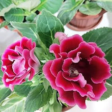 Gloxinia Seeds (Sinningia gloxinia) for a lasting display in the Outdoor Gardens