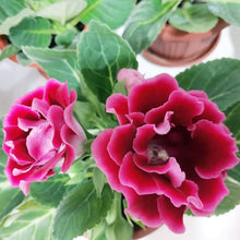 Gloxinia flower Seeds (Sinningia speciosa) for a bright addition to the indoor pots or vertical gardens