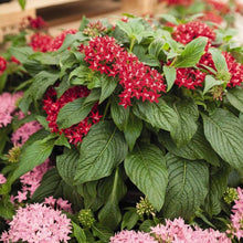 Pentas Graffiti Bright Red Seeds for a bright addition to the pollinator gardens