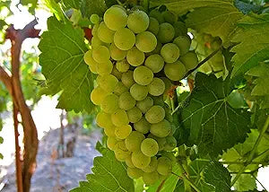 Green Grape – Vitis vinifera – for planting in home garden