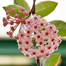 Rainbow Hoya Rare Blooming Flower Plant Seeds for a colorful addition to any planting