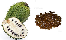 Graviola Soursop Annona Muricata Seeds for growers seeking a long-blooming display
