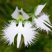 Japanese Radiata White Heron Orchid - for planting in home garden