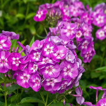 Cherry Caramel Phlox Seeds for growers wanting a homegrown harvest