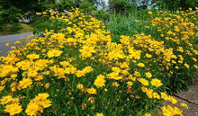 Coreopsis Leavenworth Tickseed Seeds for growers seeking a long-blooming display